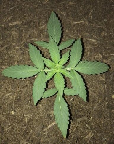 Keeper’s OG | 95x54x232cm | 130W LED. Week 3 - day 21 - fed 500ML three days after transplant (day 17)

still 6.9-7.5 ph ;(