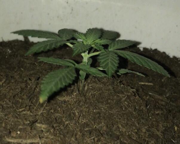 Keeper’s OG | 95x54x232cm | 130W LED. Week 3