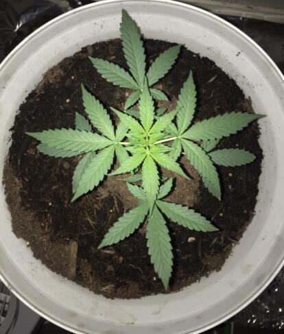 Keeper’s OG | 95x54x232cm | 130W LED. Week 4 - Day 28 - 900ML water with no nutrients