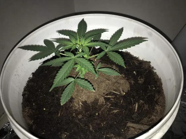 Keeper’s OG | 95x54x232cm | 130W LED. Week 4 - Day 28 - water with no nutrients