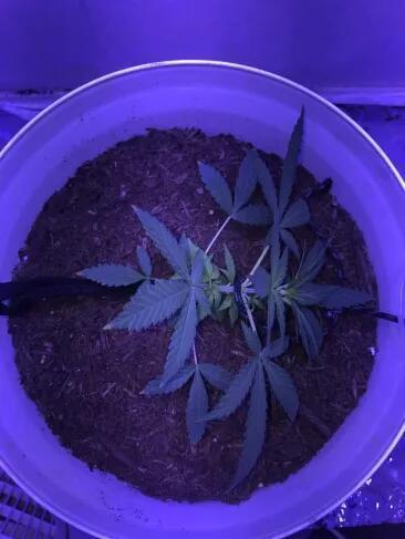 Keeper’s OG | 95x54x232cm | 130W LED. Week 4 - Day 29 - began LST. 