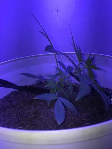 Keeper’s OG | 95x54x232cm | 130W LED. Week 4 - Day 29 - began LST