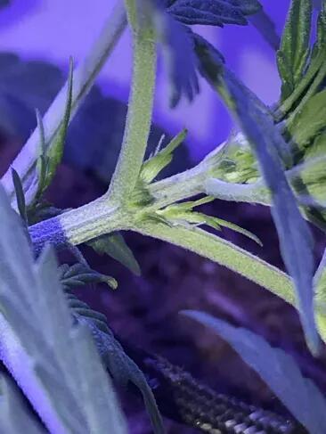 Keeper’s OG | 95x54x232cm | 130W LED. Week 4 - Day 29 - began LST.