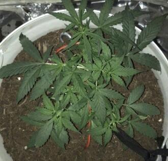Keeper’s OG | 95x54x232cm | 130W LED. Week 5
