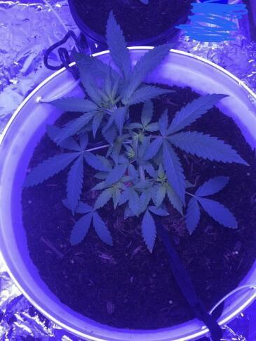 Keeper’s OG | 95x54x232cm | 130W LED. Week 5
