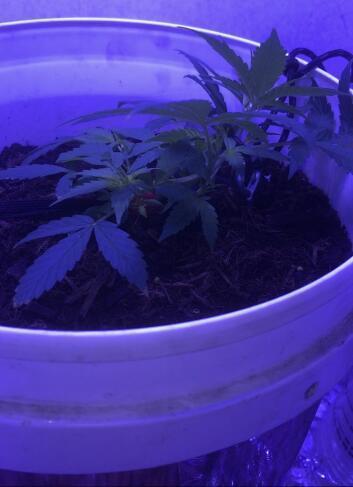 Keeper’s OG | 95x54x232cm | 130W LED. Week 5 - Day 31