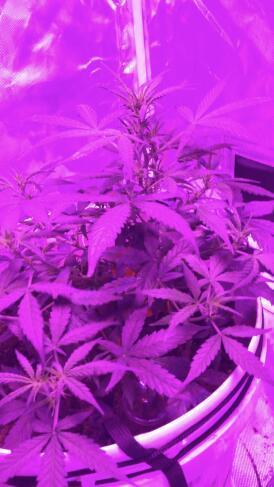 Keeper’s OG | 95x54x232cm | 130W LED. Week 6 - Day 42