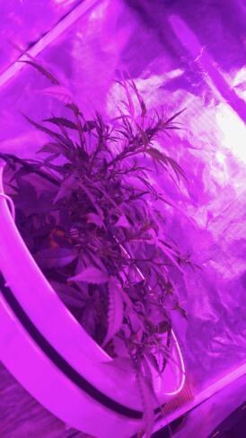 Keeper’s OG | 95x54x232cm | 130W LED. Week 6 - Day 42