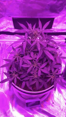 Keeper’s OG | 95x54x232cm | 130W LED. Week 6 - Day 42