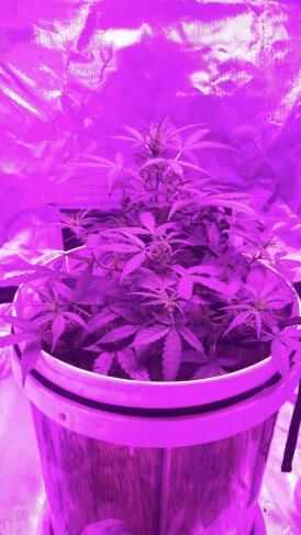 Keeper’s OG | 95x54x232cm | 130W LED. Week 6 - Day 42