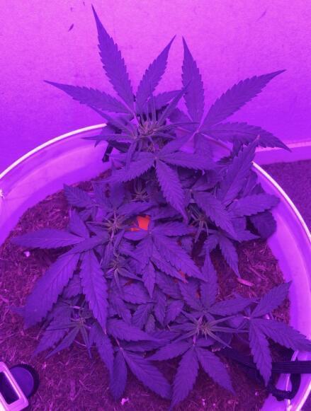 Keeper’s OG | 95x54x232cm | 130W LED. Week 6 - Day 37