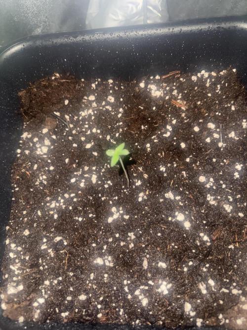 My first tropicana coockies purple. Week 1