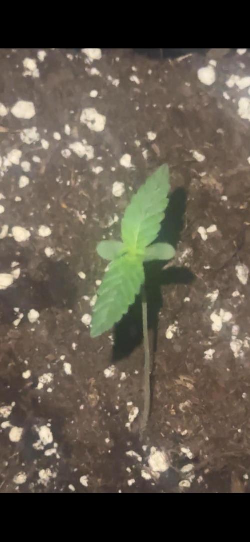 My first tropicana coockies purple. Week 1