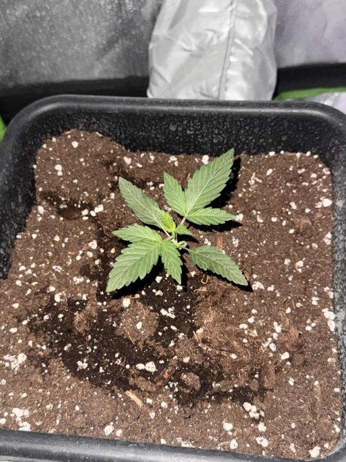 My first tropicana coockies purple. Week 2