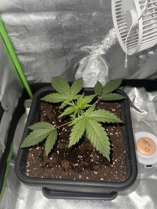 My first tropicana coockies purple. Week 2