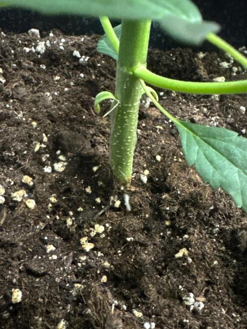 My first tropicana coockies purple. Week 3