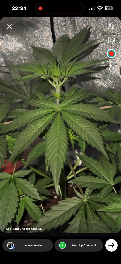 My first tropicana coockies purple. Week 4
