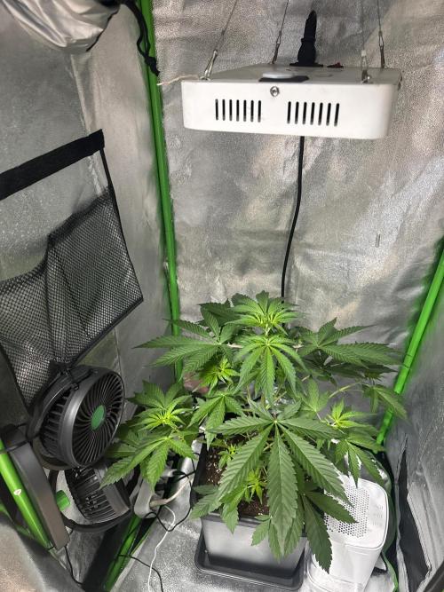 My first tropicana coockies purple. Week 4