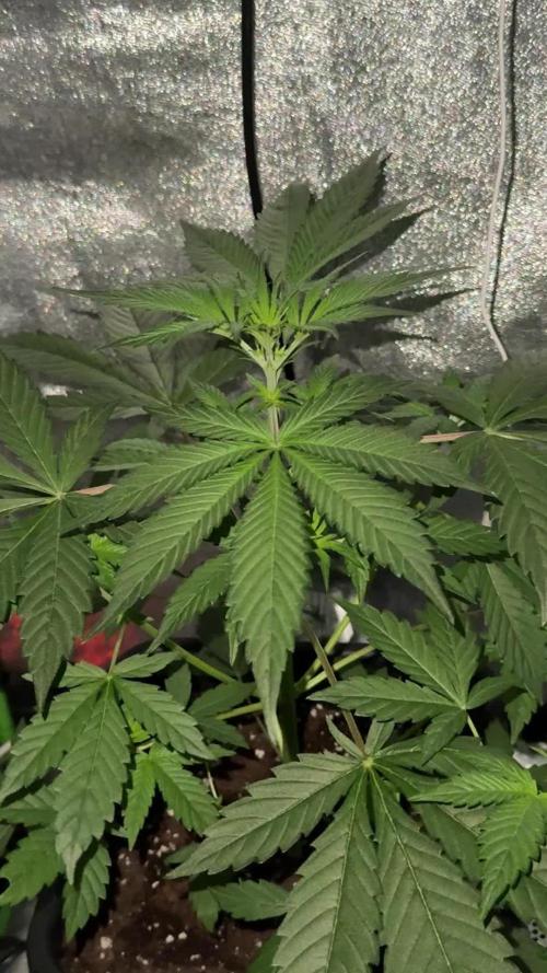 My first tropicana coockies purple