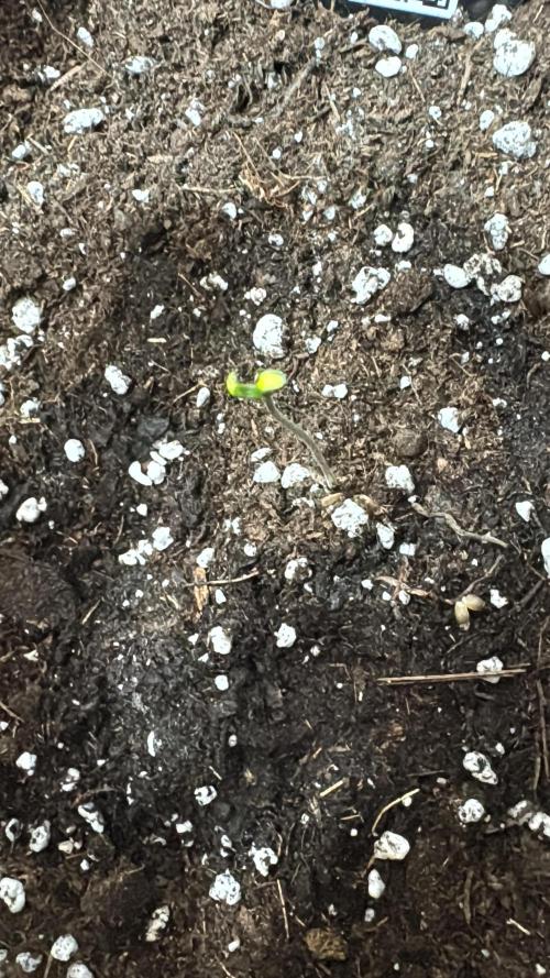 Cherry Cola. Week 2