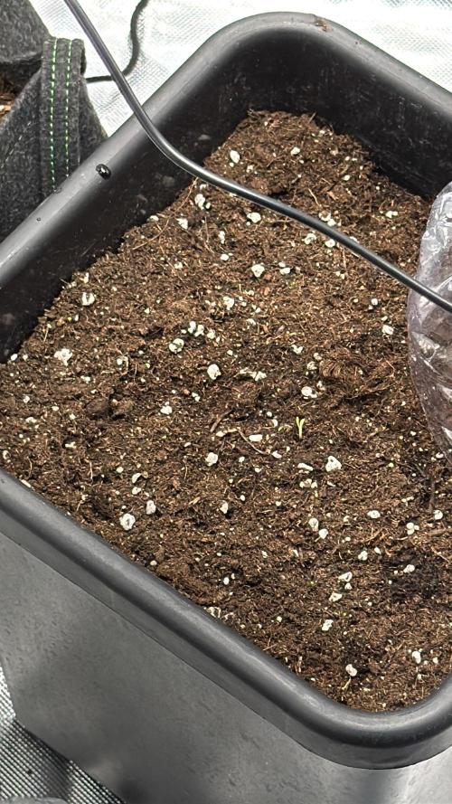 Cherry Cola. Week 2