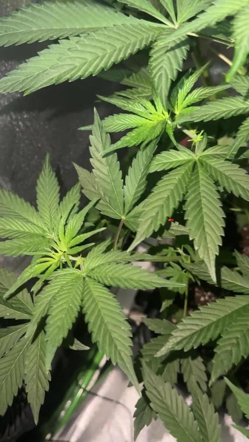 My first tropicana coockies purple