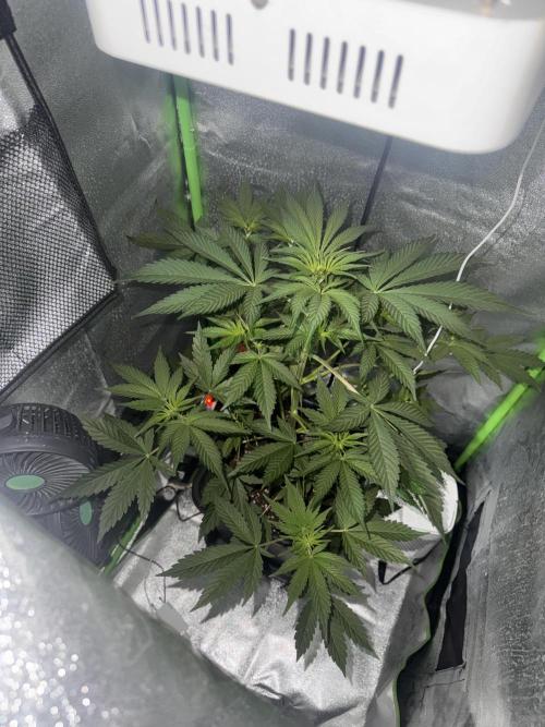 My first tropicana coockies purple. Week 5