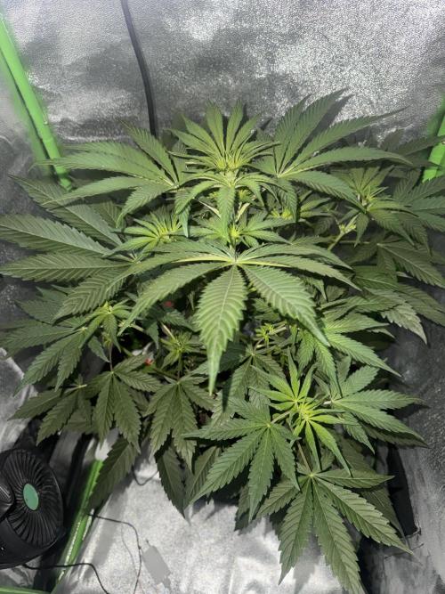 My first tropicana coockies purple. Week 5