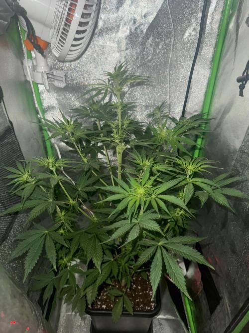 My first tropicana coockies purple. Week 6