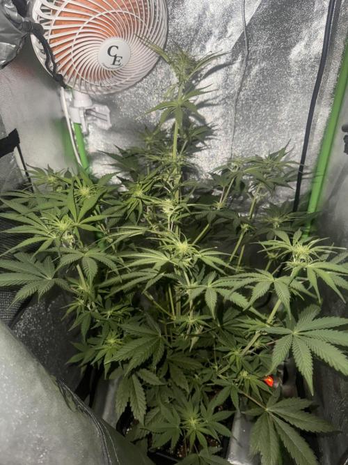 My first tropicana coockies purple. Week 6