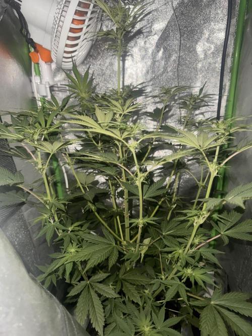 My first tropicana coockies purple. Week 6