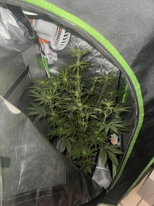 My first tropicana coockies purple. Week 6