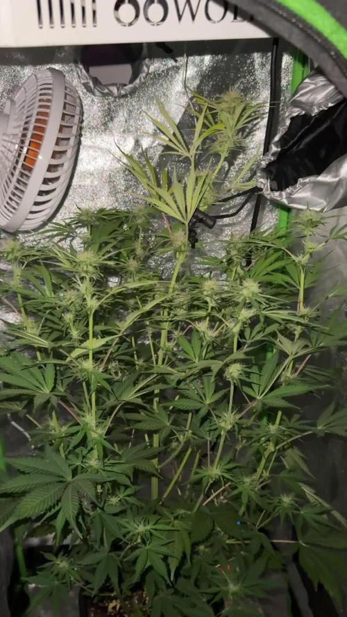 My first tropicana coockies purple