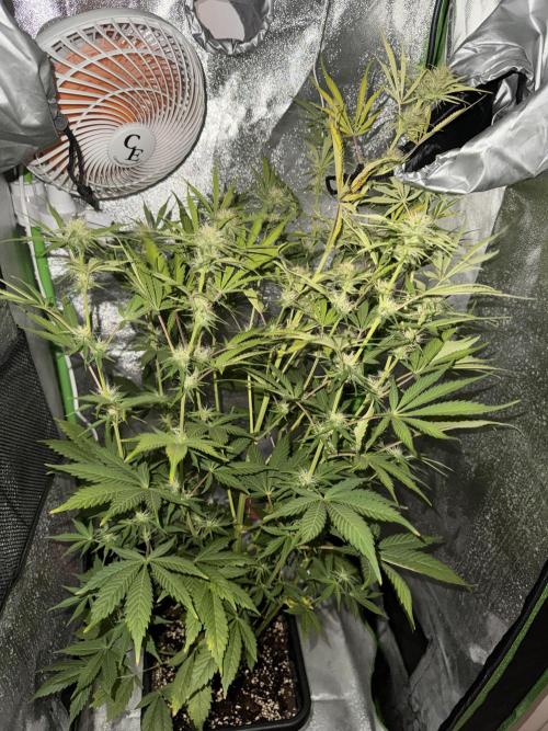 My first tropicana coockies purple. Week 7