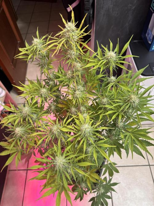 My first tropicana coockies purple. Week 7
