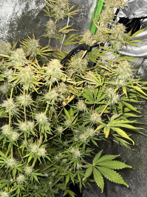 My first tropicana coockies purple. Week 7