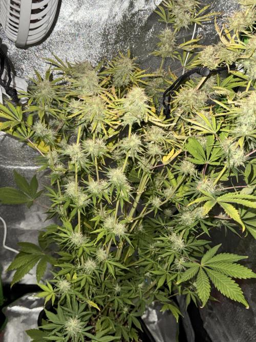 My first tropicana coockies purple. Week 7