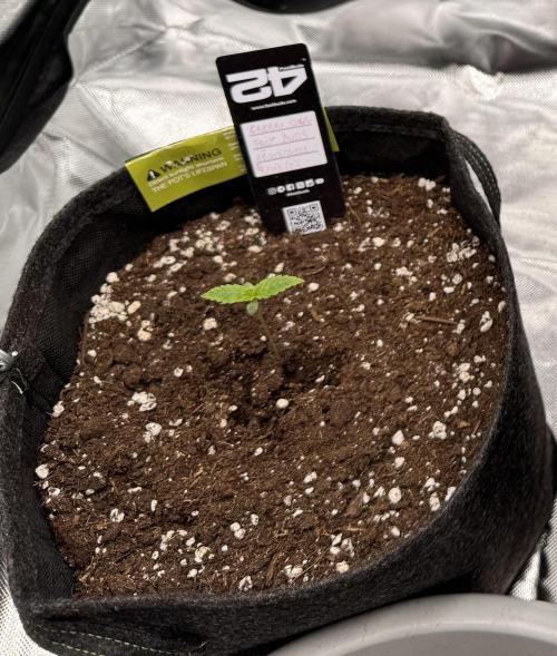 Cherry Cola. Week 2