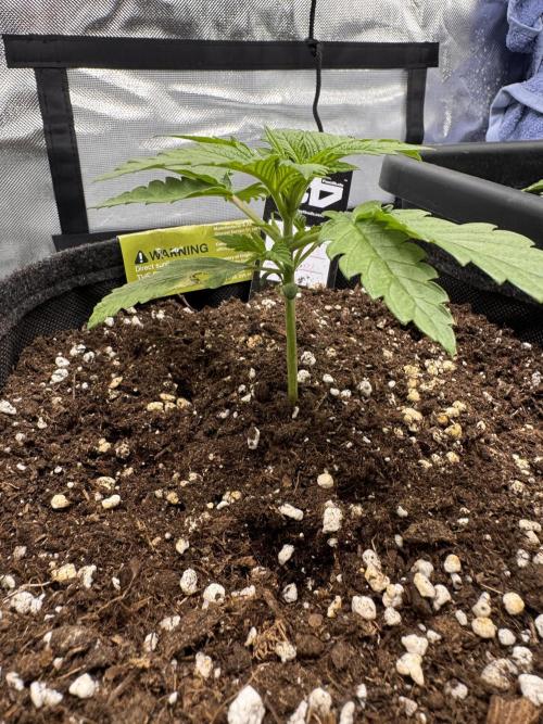 Cherry Cola. Week 3