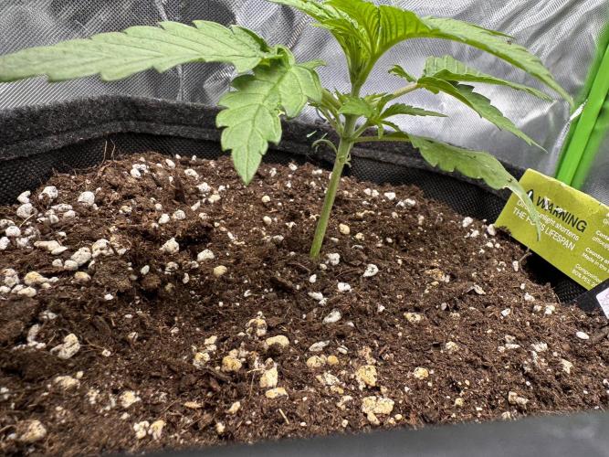 Cherry Cola. Week 3