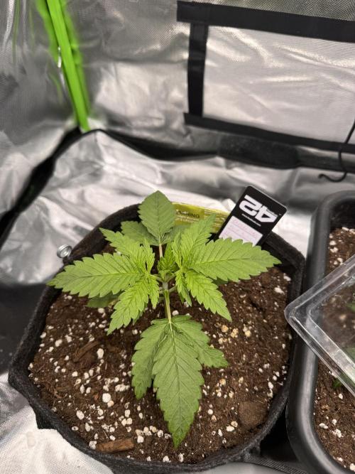 Cherry Cola. Week 3