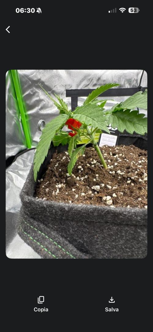 Cherry Cola. Week 4