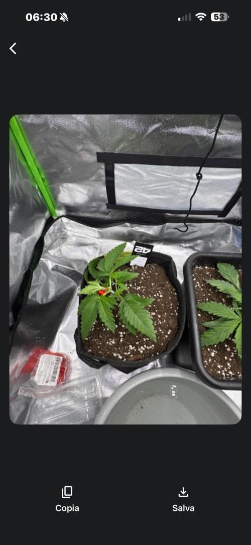 Cherry Cola. Week 4