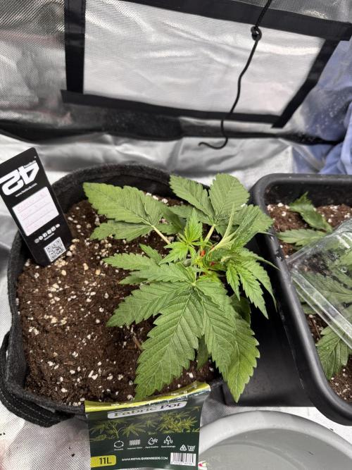 Cherry Cola. Week 4
