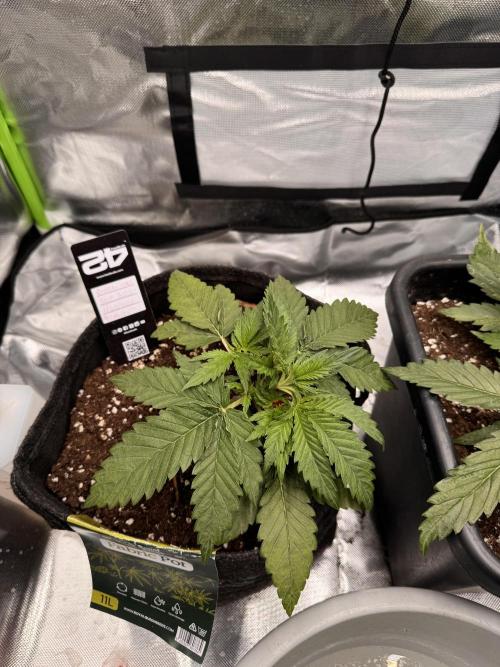 Cherry Cola. Week 4