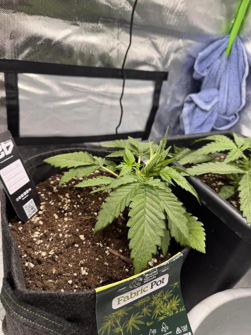 Cherry Cola. Week 5