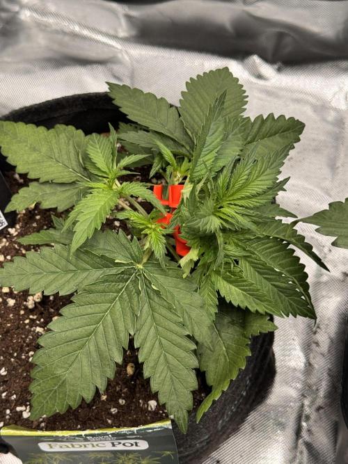 Cherry Cola. Week 6