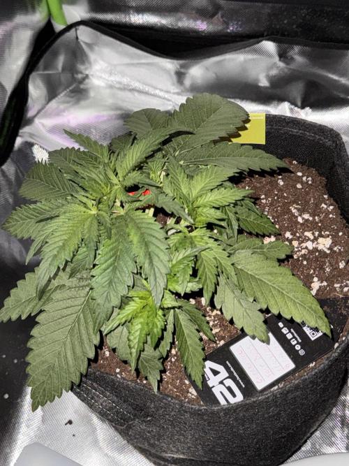 Cherry Cola. Week 6