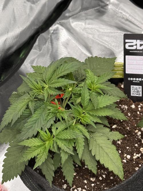 Cherry Cola. Week 7