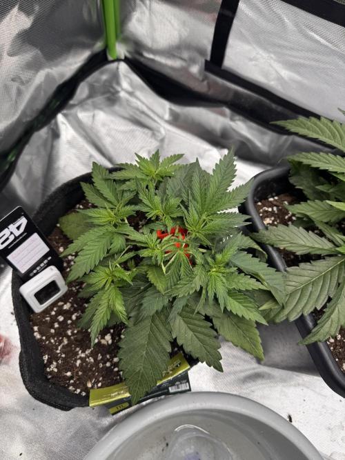Cherry Cola. Week 7
